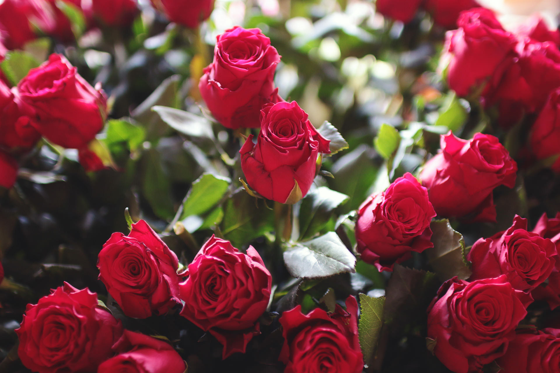 Beautiful Attractive Red Rose Desktop Wallpaper
