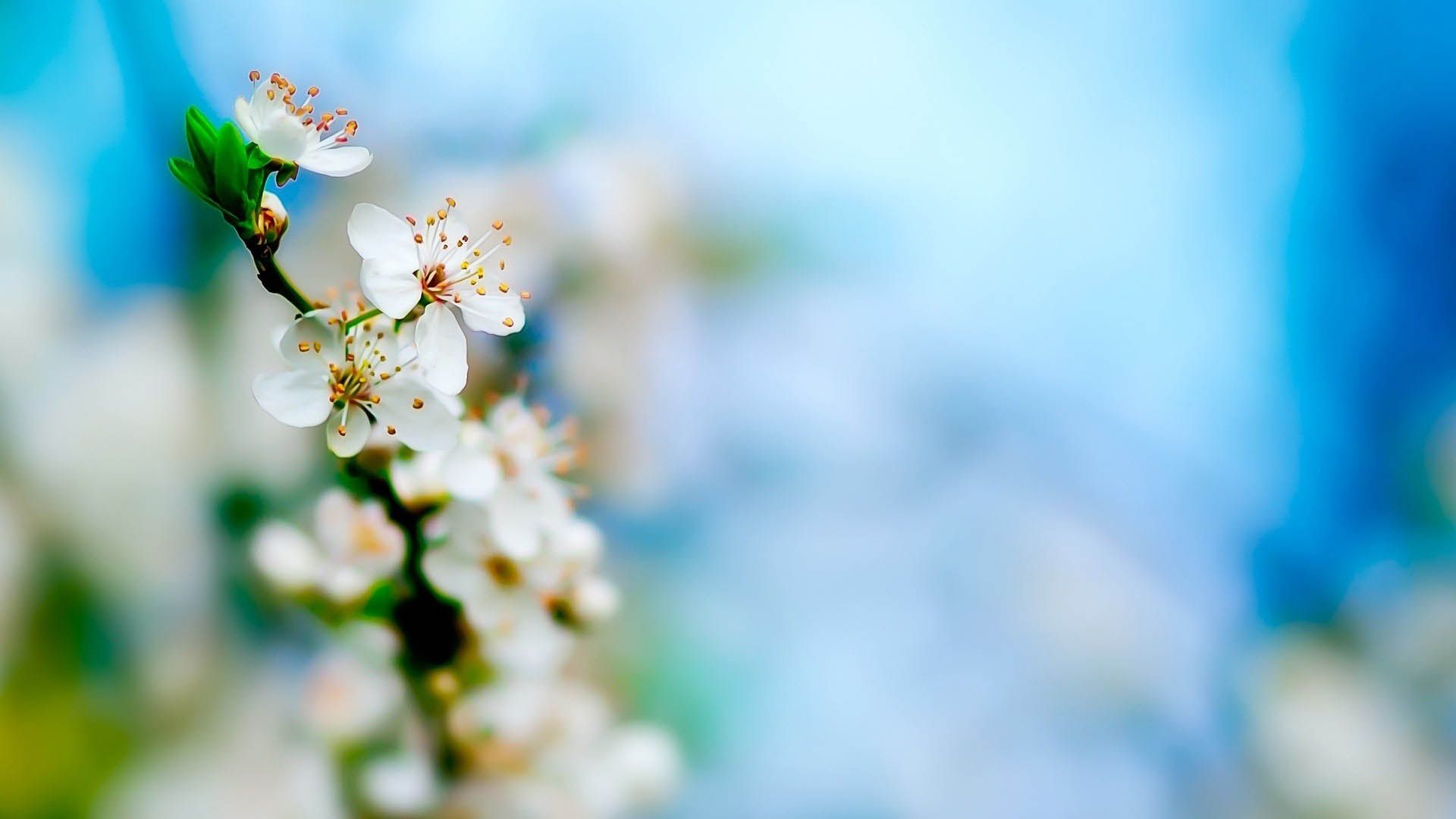 Charming White Flowers Lovely Wallpaper | MT-WallPapers