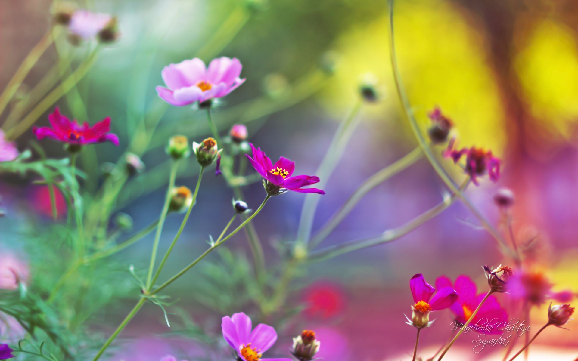 Amazing Flowers Wallpapers | HD Wallpapers
