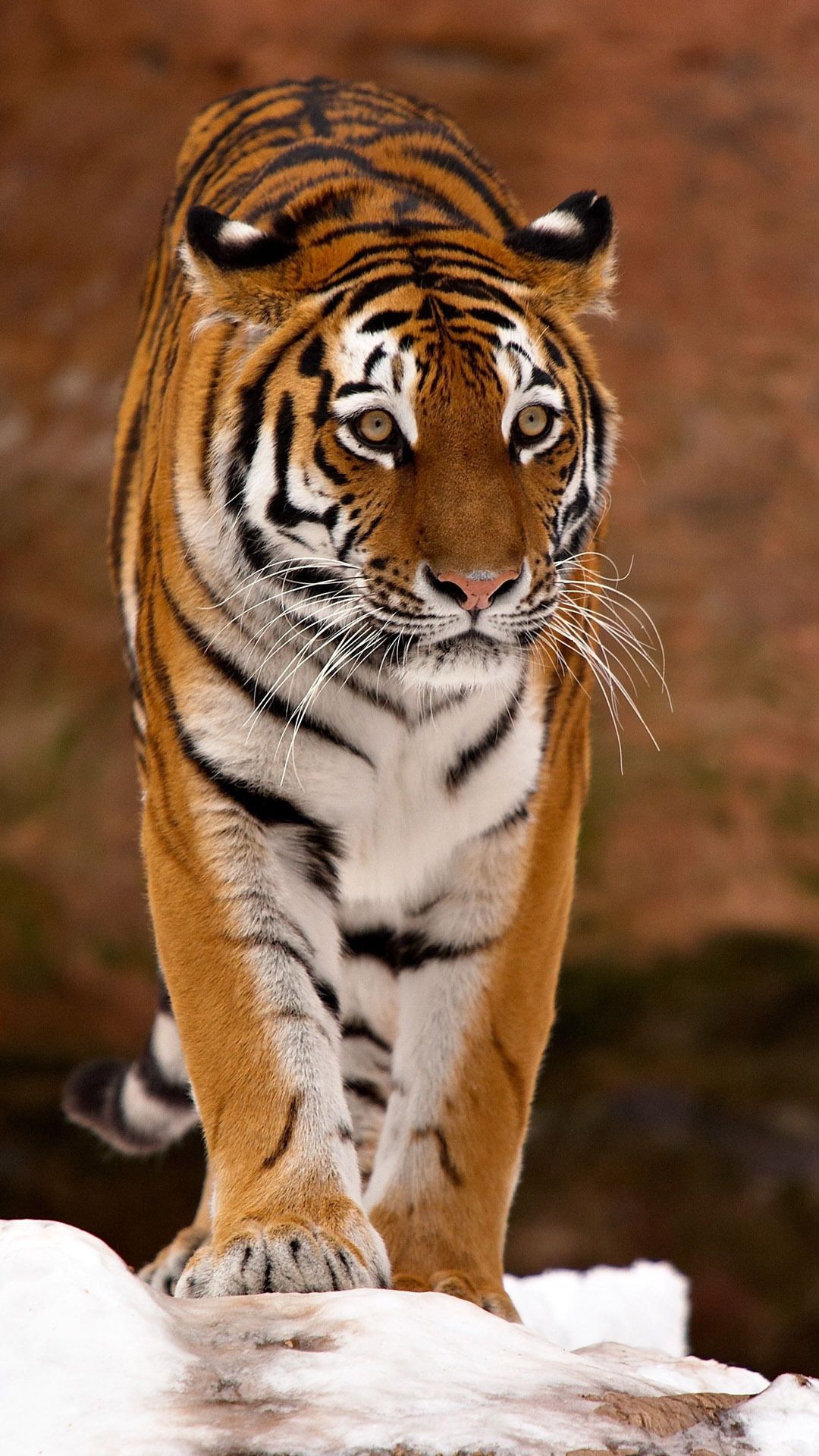 Tiger Mobile Wallpapers Group 24