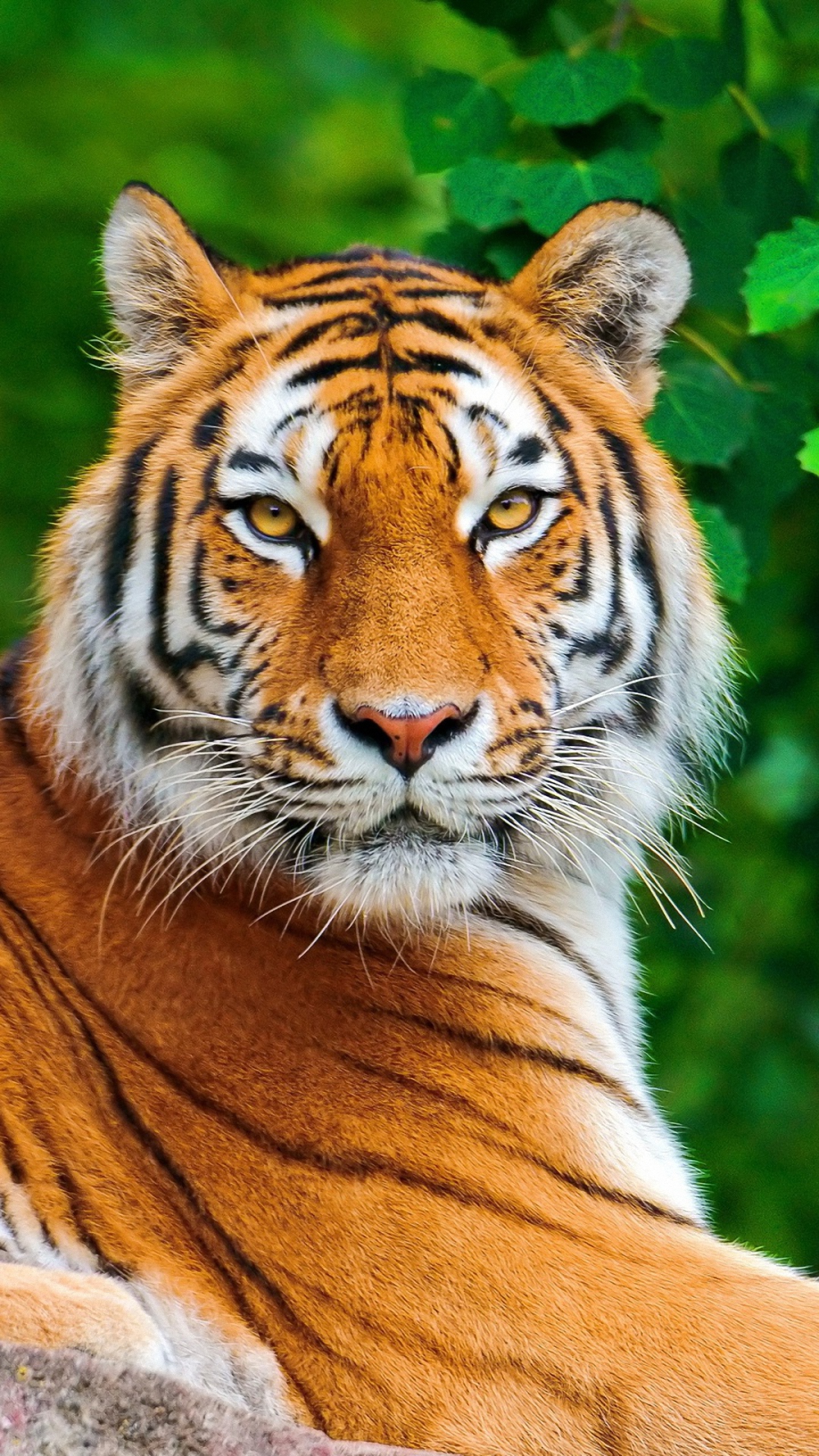 Tiger #536353 | HD Wallpapers pack download free
