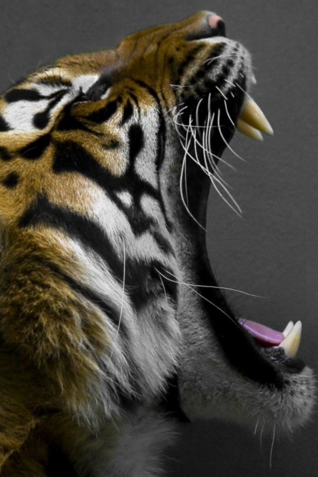 Animal Tiger Mobile Wallpaper - Mobiles Wall
