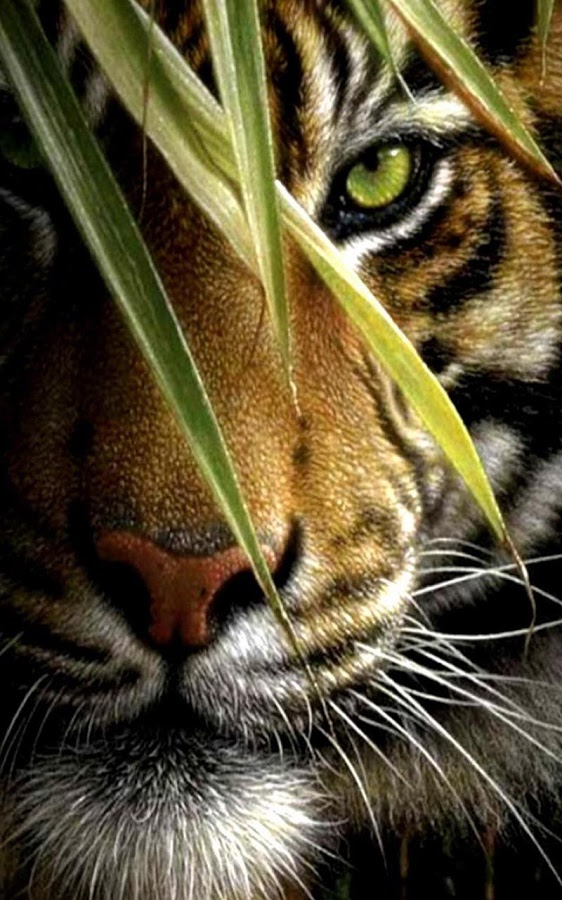 Tiger Live Wallpaper Android Apps On Google Play