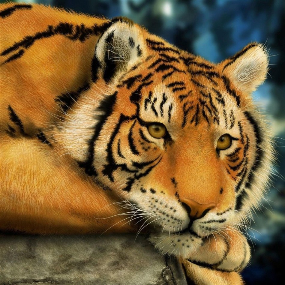 Big Lazy Tiger Ipad Air Wallpaper | Best iPhone Wallpapers