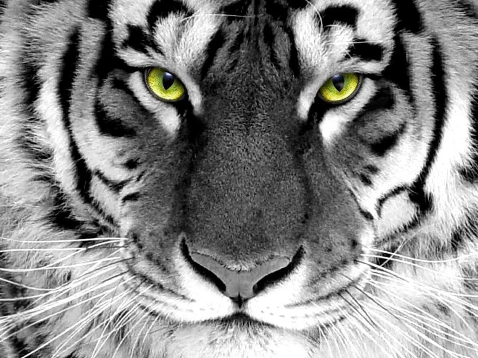 Tiger Mobile Wallpaper Hd Download
