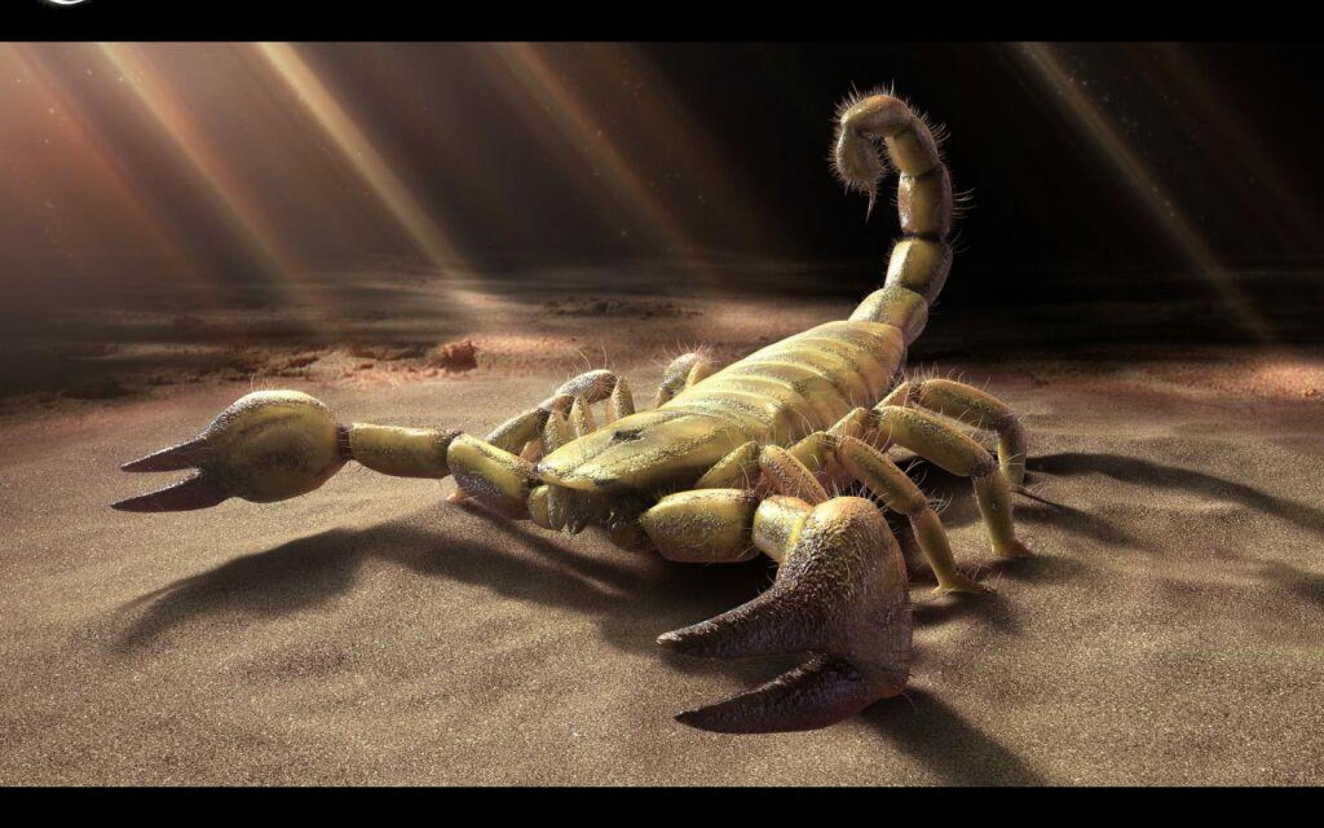 Scorpion HD Wallpapers Scorpion Images Free Cool Backgrounds