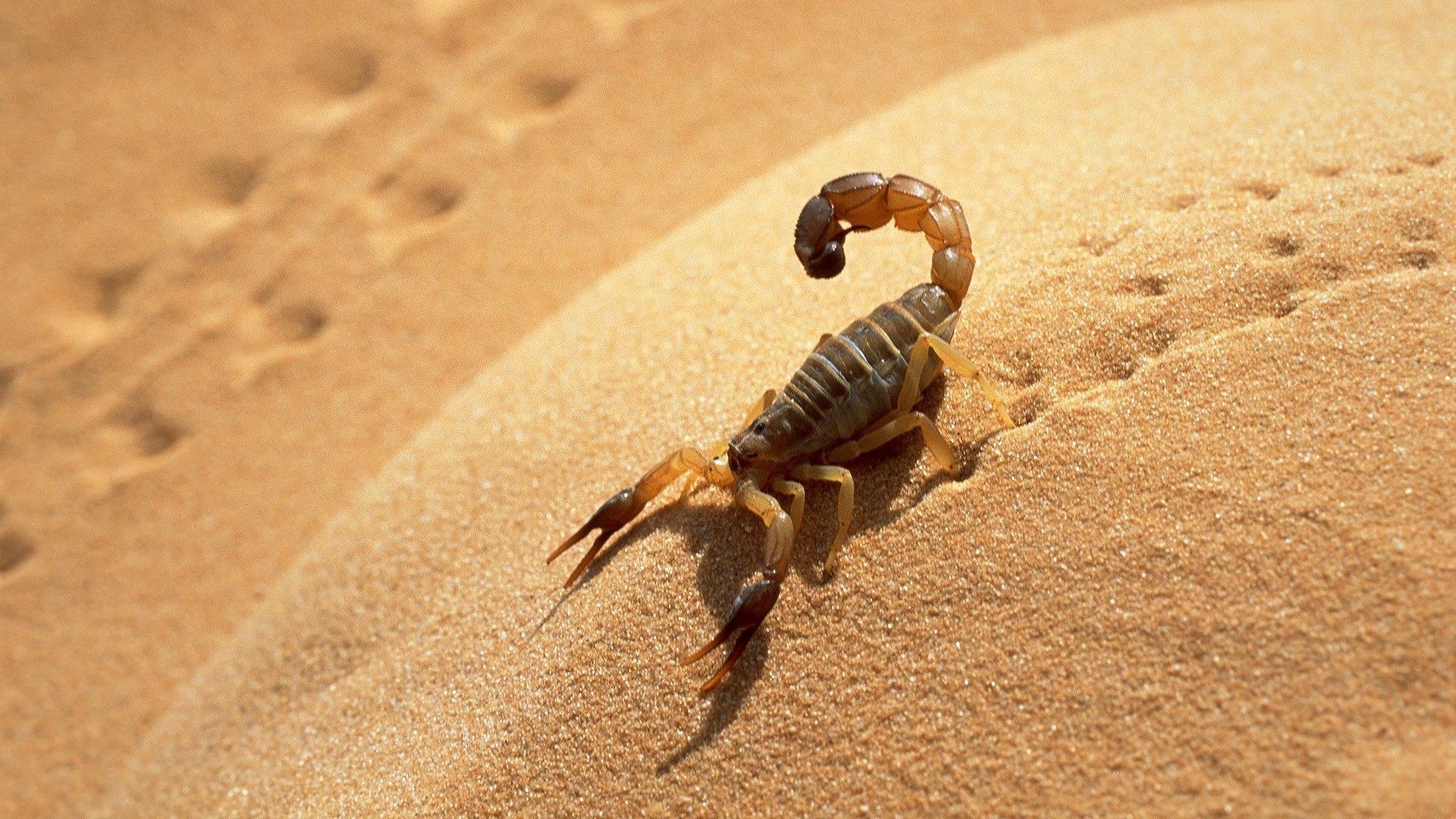 Scorpion HD Backgrounds
