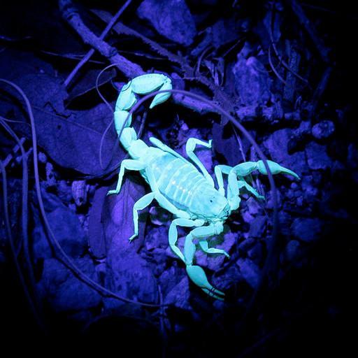 3D Scorpion Magic Wallpaper Download - 3D Scorpion Magic Wallpaper