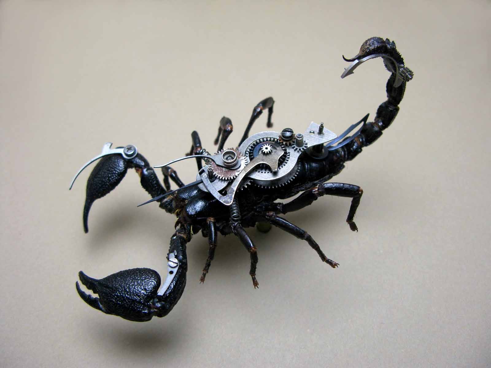 Scorpion Robot HD Wallpapers ~ Tracy Morgan