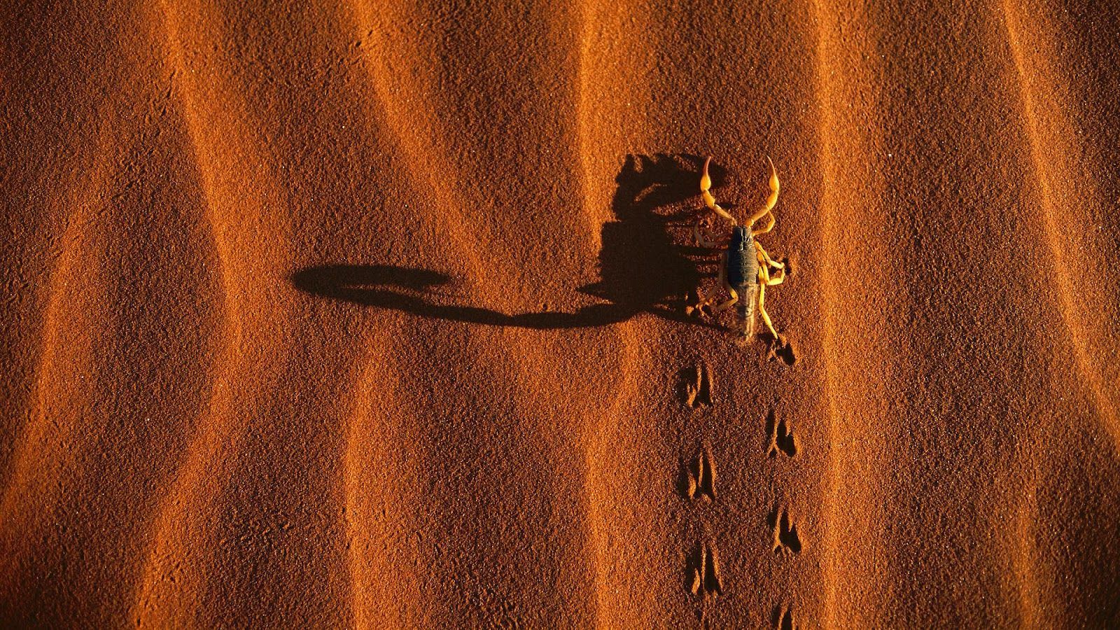 Wallpaper of a scorpion in the desert | HD Animals Wallpapers