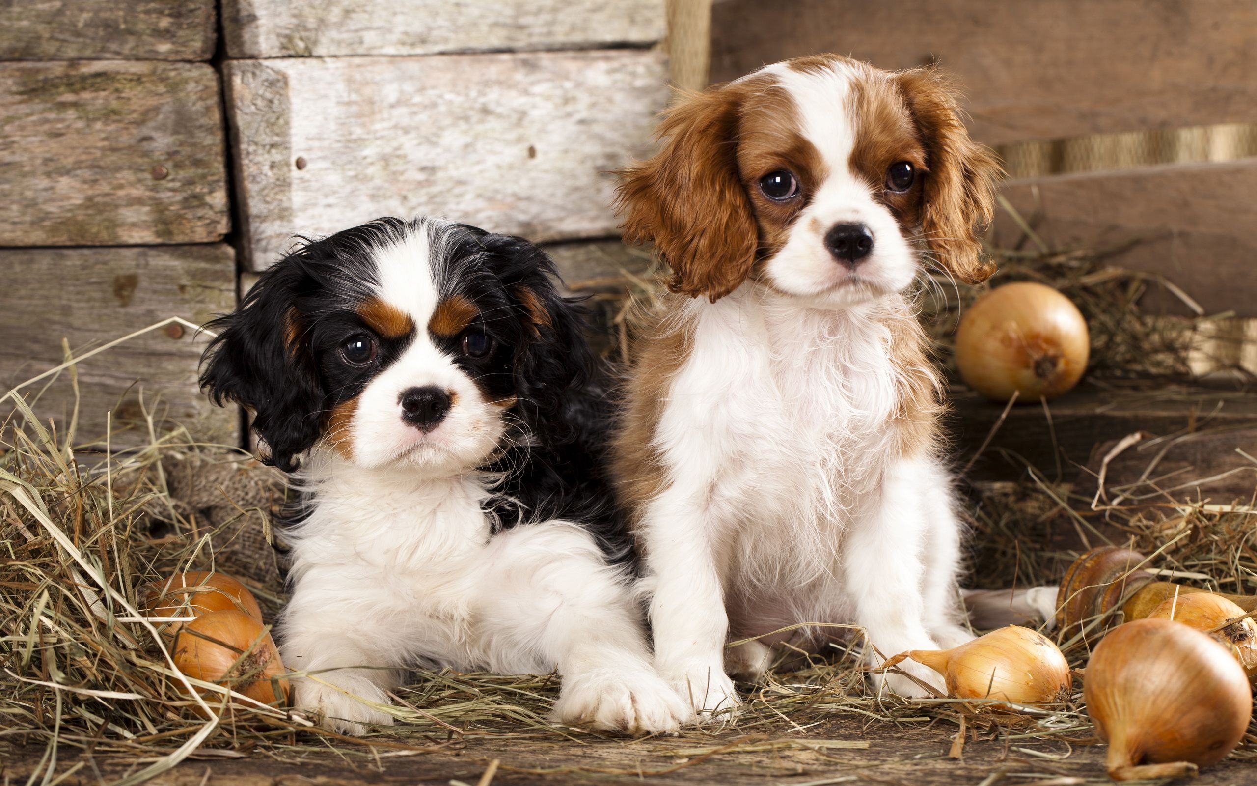 1 Cavalier King Charles Spaniel HD Wallpapers Backgrounds