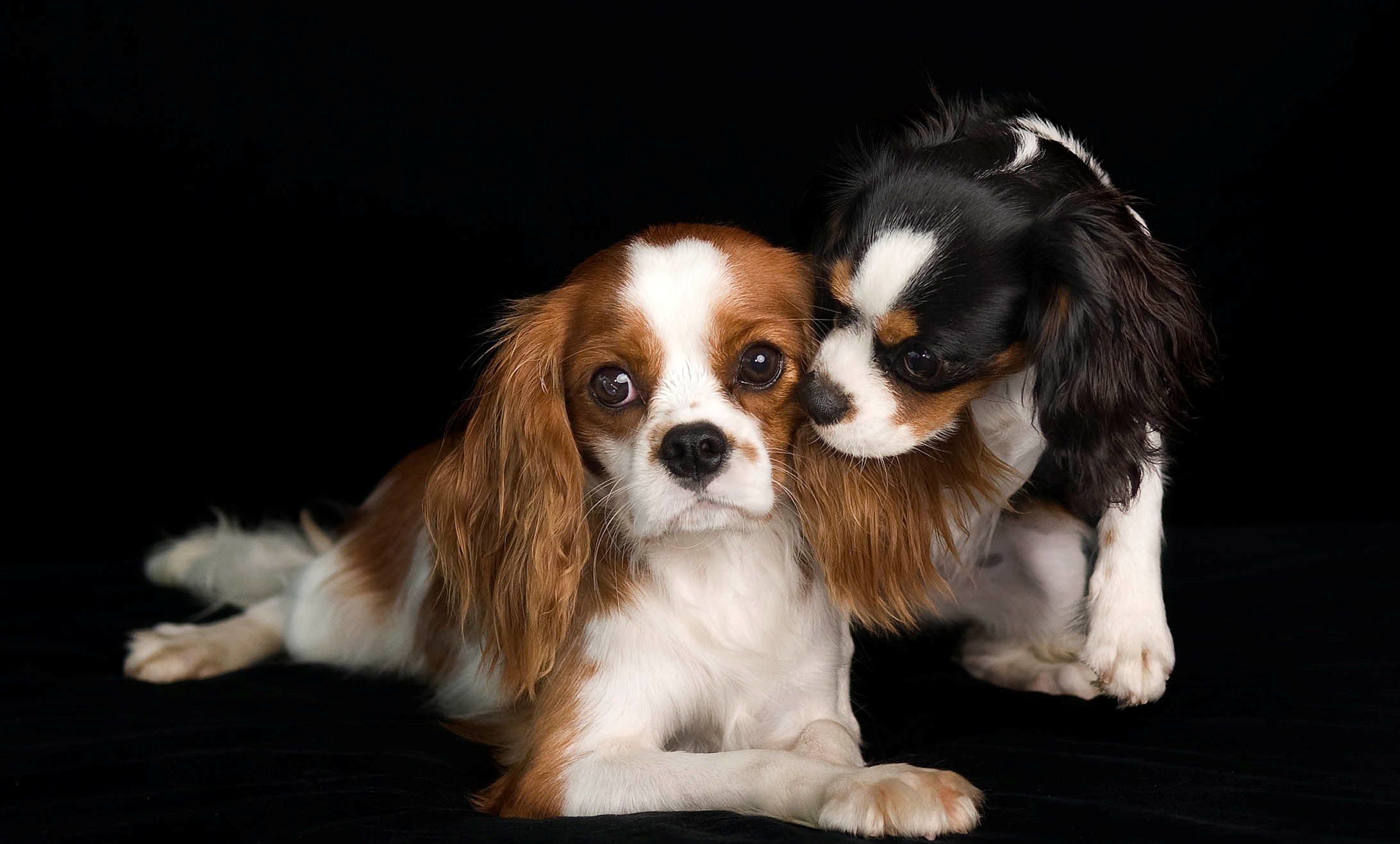Lovely Cavalier King Charles Spaniel dogs photo and wallpaper