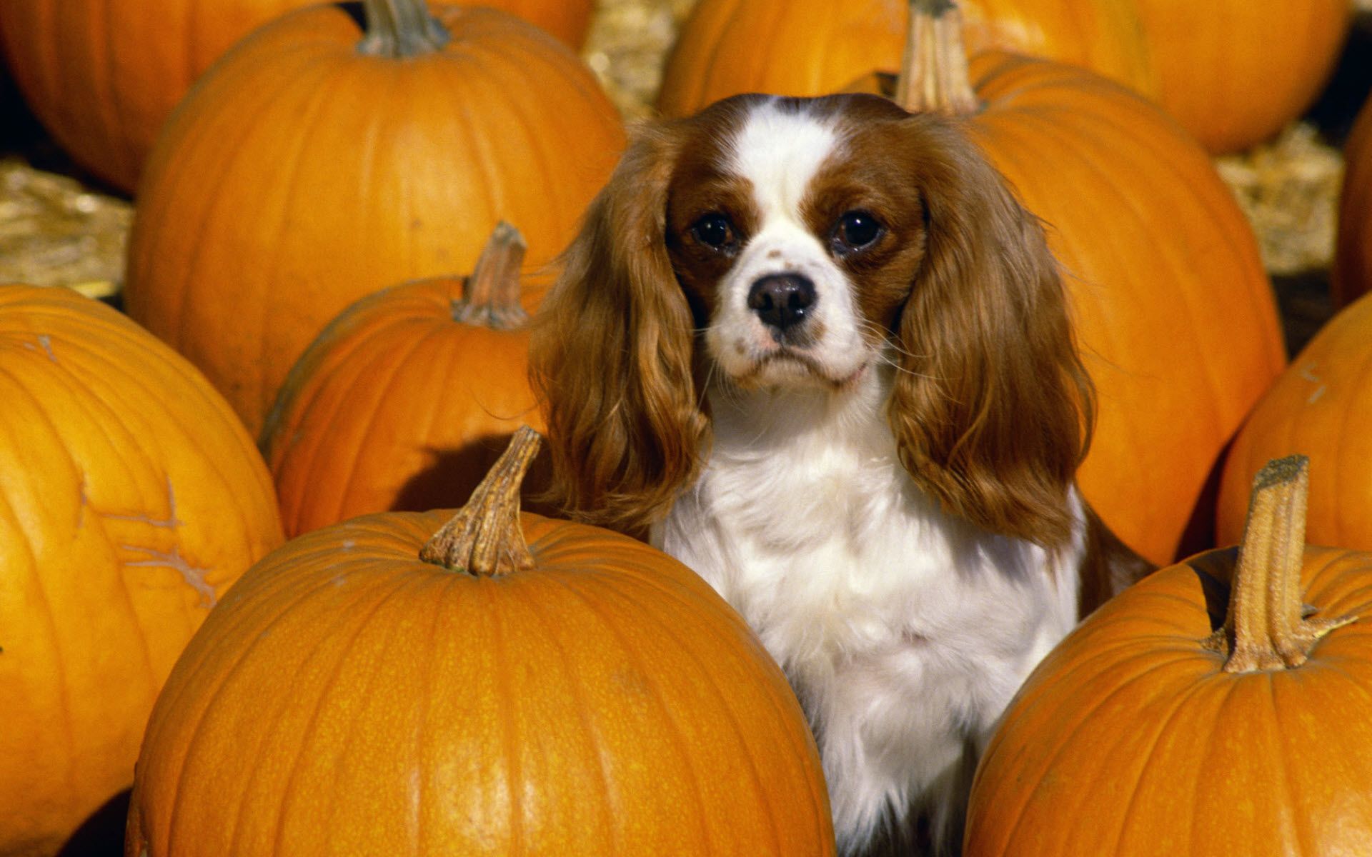 Cavalier King Charles Spaniel Wallpapers HD Backgrounds