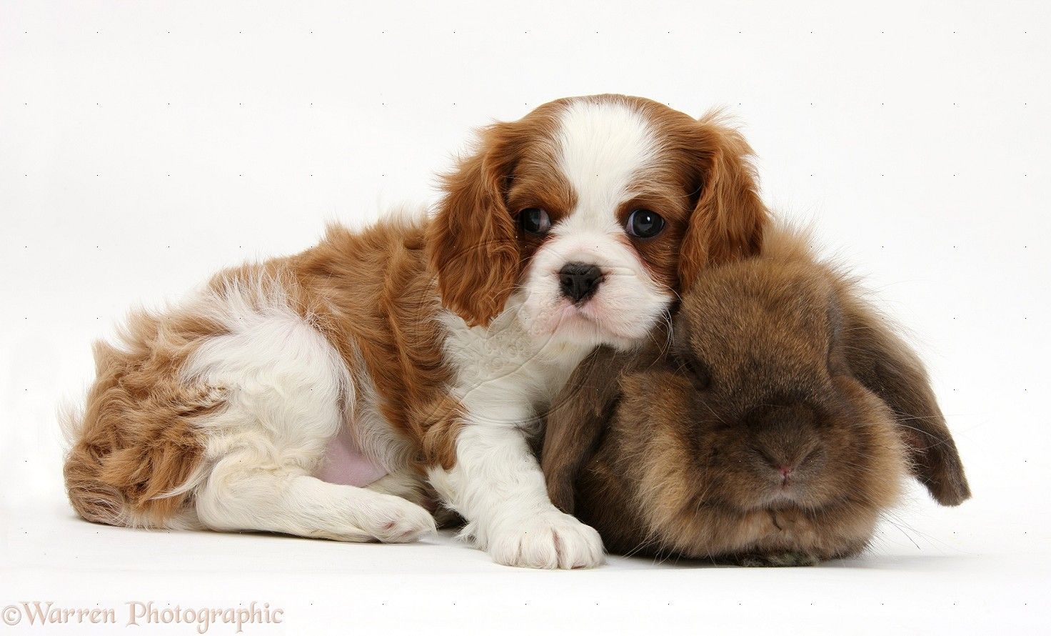 Cavalier King Charles Spaniel Awesome Wallpapers | Animal Planet HD