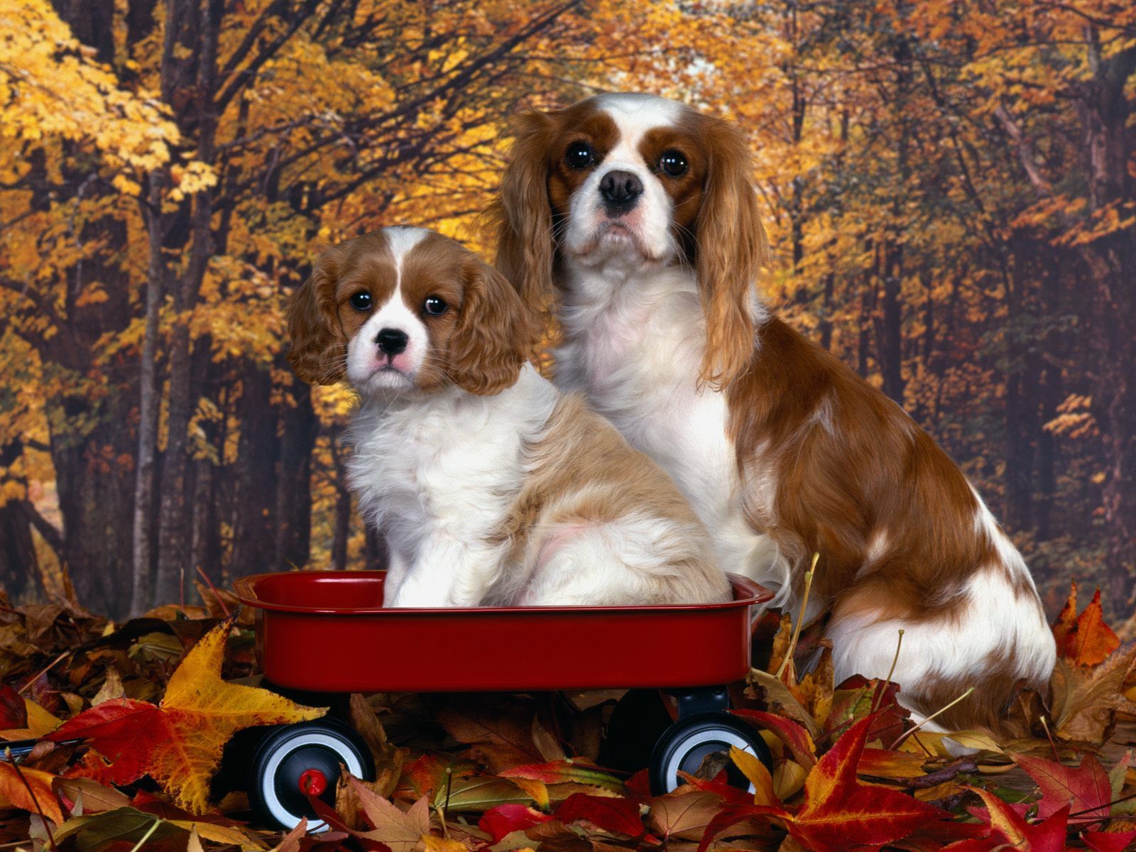 Free wallpaper Cavalier King Charles Spaniel Mom and Pup