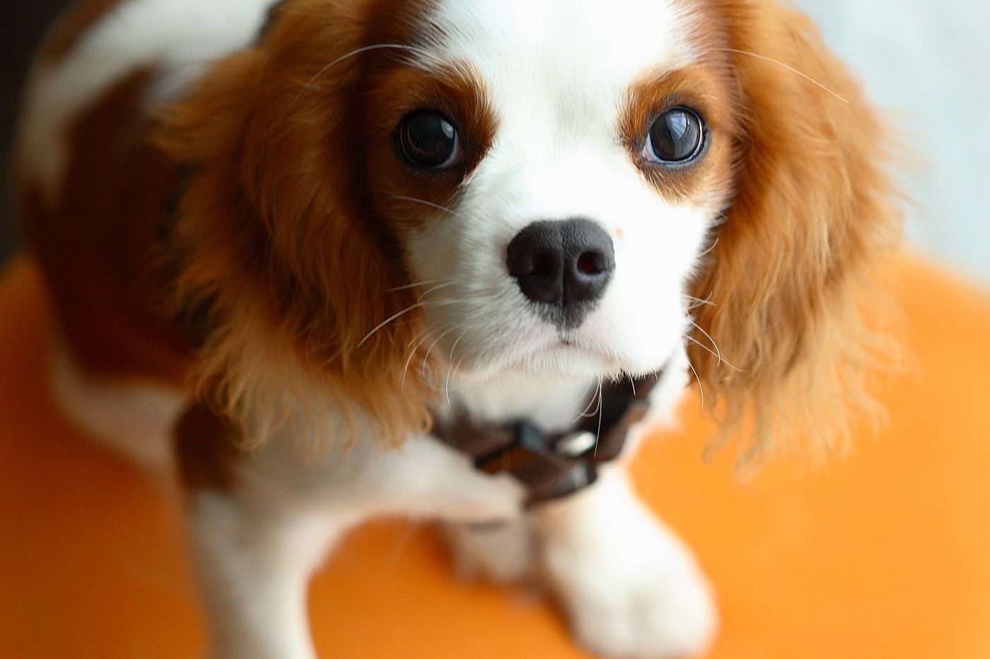 Video And Photo Gallery Of Cavalier King Charles Spaniel