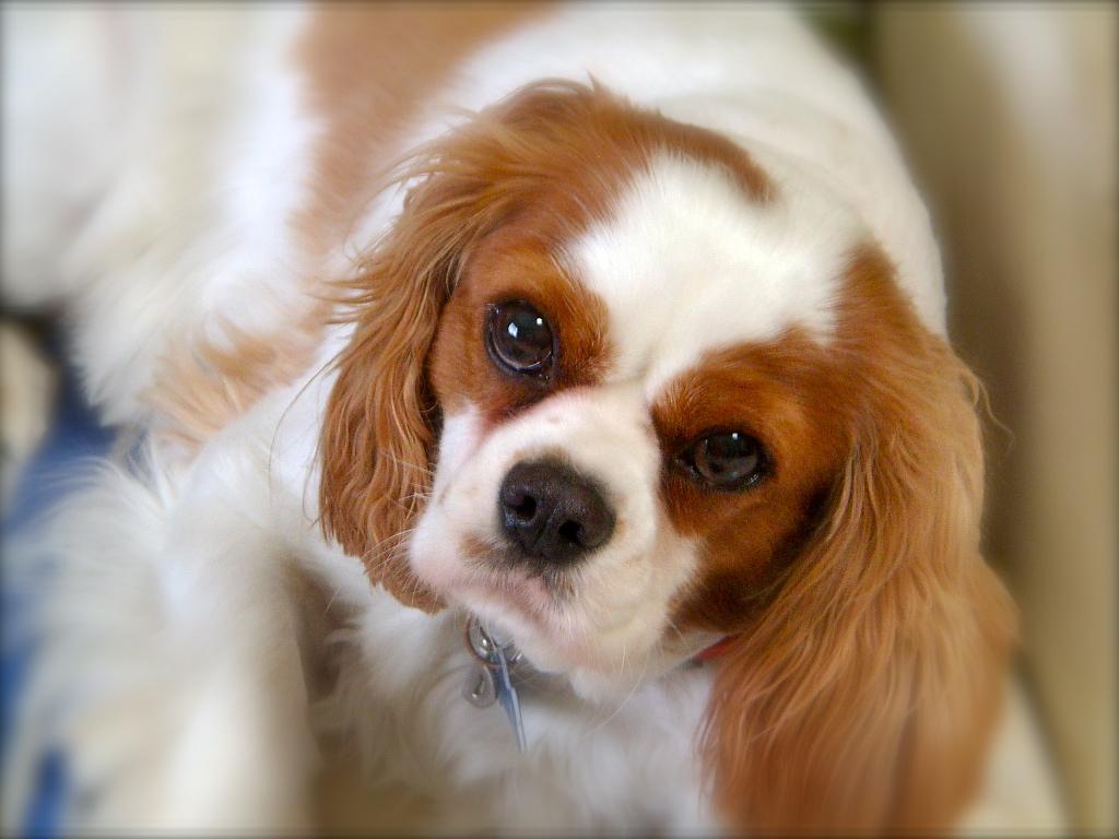cavalier king charles spaniel - (#59839) - High Quality and ...
