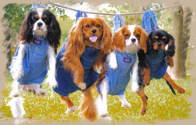 Cavalier King Charles Spaniel Wallpapers HD Download