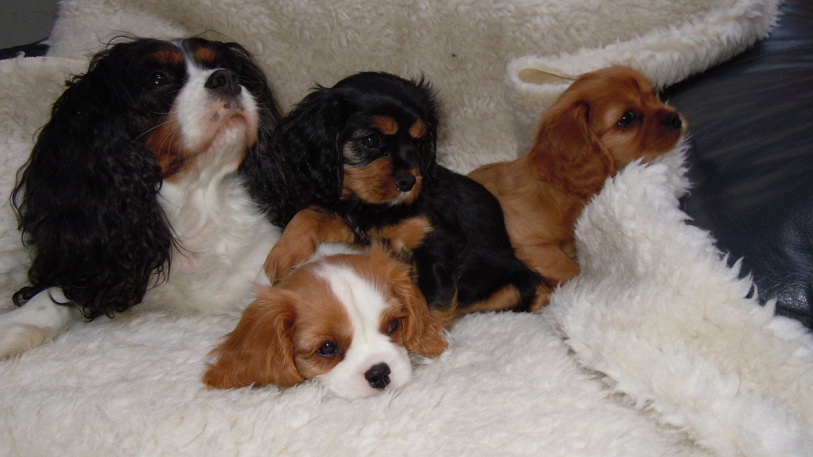 Petition Stop registering Cavalier King Charles Spaniel puppies