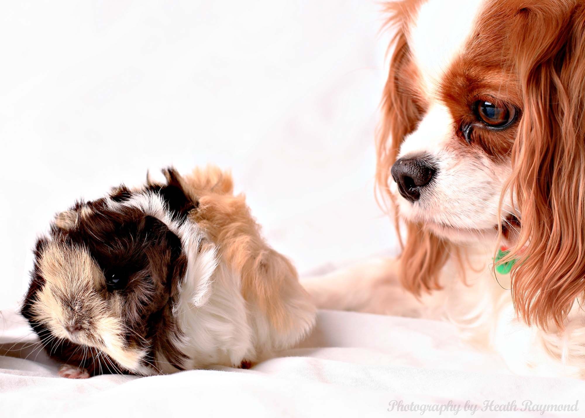 Cavalier King Charles Spaniel looking at hamster wallpapers and ...