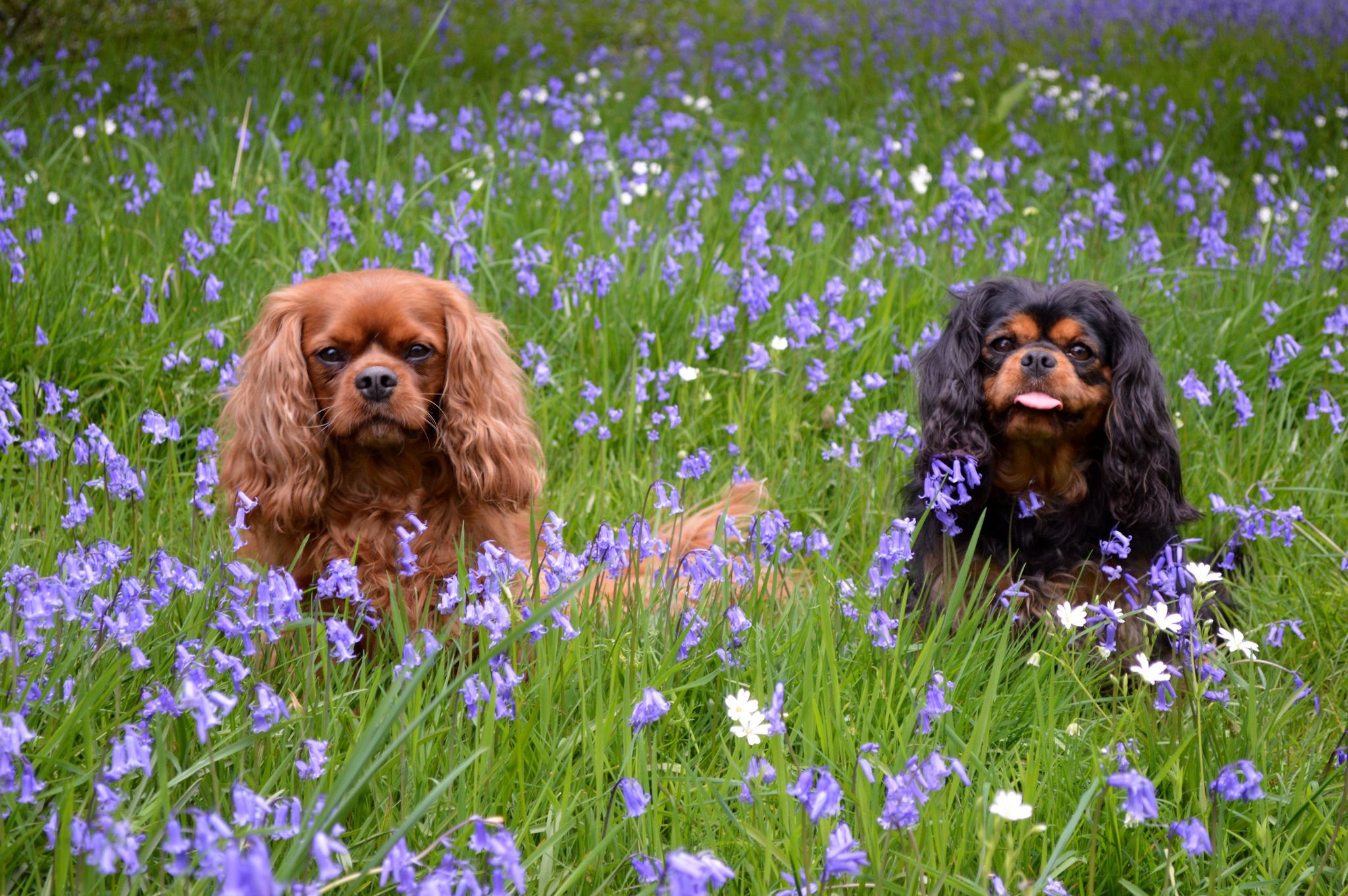 A couple of dogs Cavalier King Charles Spaniel in the grass ...