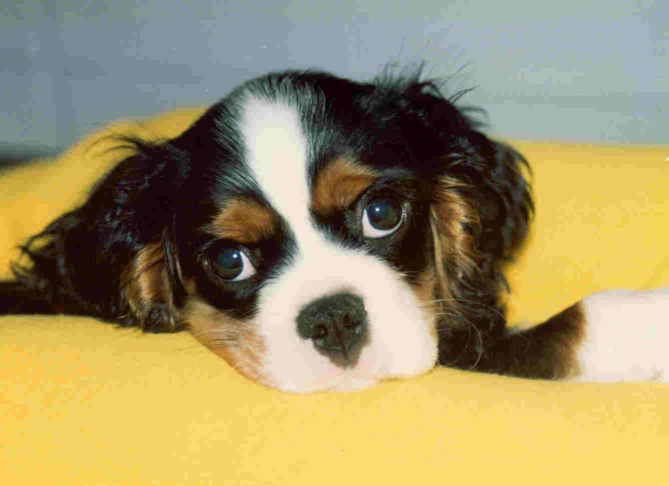Cute Cavalier King Charles Spaniel dog photo and wallpaper ...