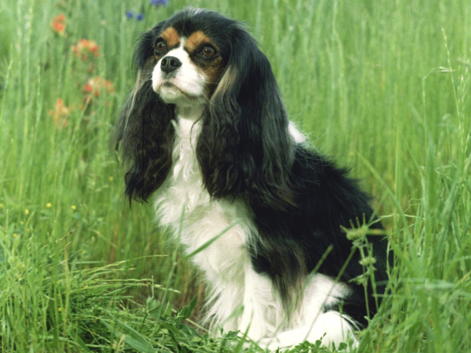 Cavalier King Charles Spaniel High Definition Wallpapers | Animal ...
