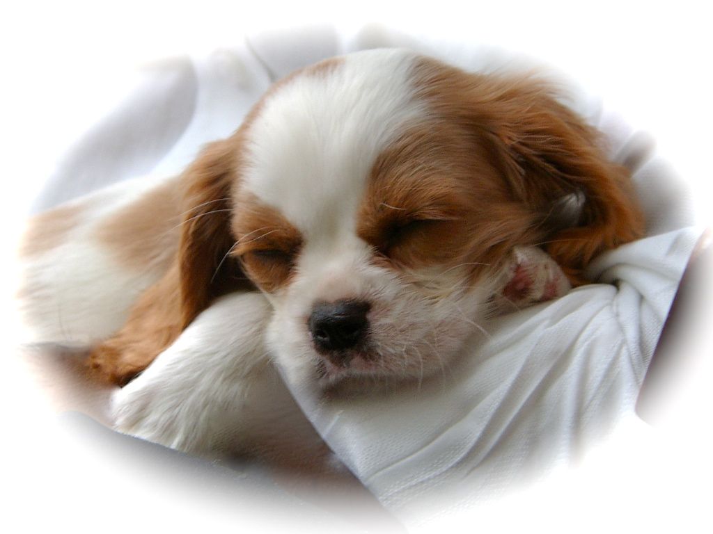 Wallpapers Cavalier King Charles Spaniel Puppy Adorable Baby ...
