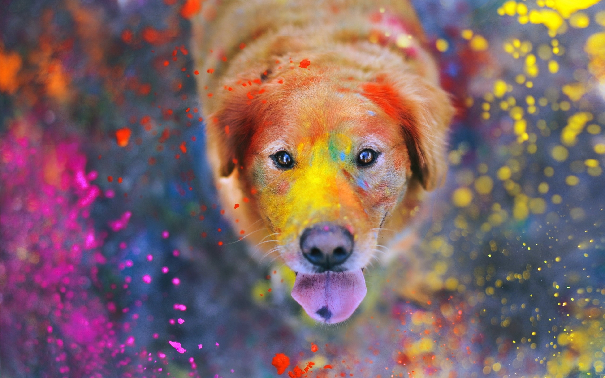 Download Wallpaper 2560x1600 Dogs, Paint, Spray, Face 2560x1600 HD ...
