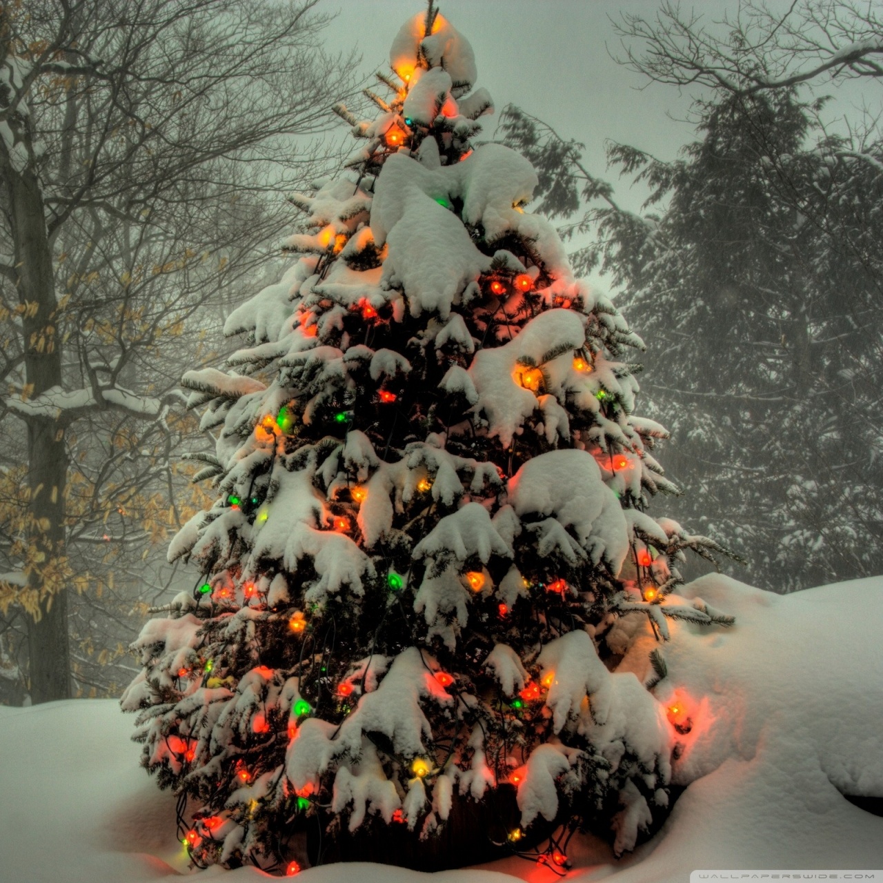 Christmas Tree Outside HD desktop wallpaper : High Definition ...