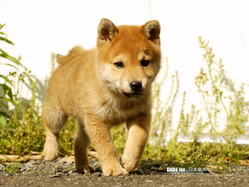 Shiba Inu Puppy Photos - Shiba Inu Dog wallpaper 1024x768 NO.21 ...