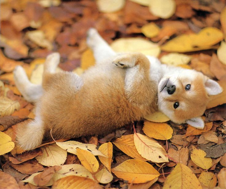 Shiba Inu | Shiba Shake! | Pinterest | Shiba Inu, Dog Wallpaper ...