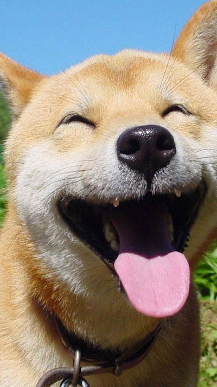 Shiba Inu Background Images HD Pictures and Wallpaper For Free Download   Pngtree