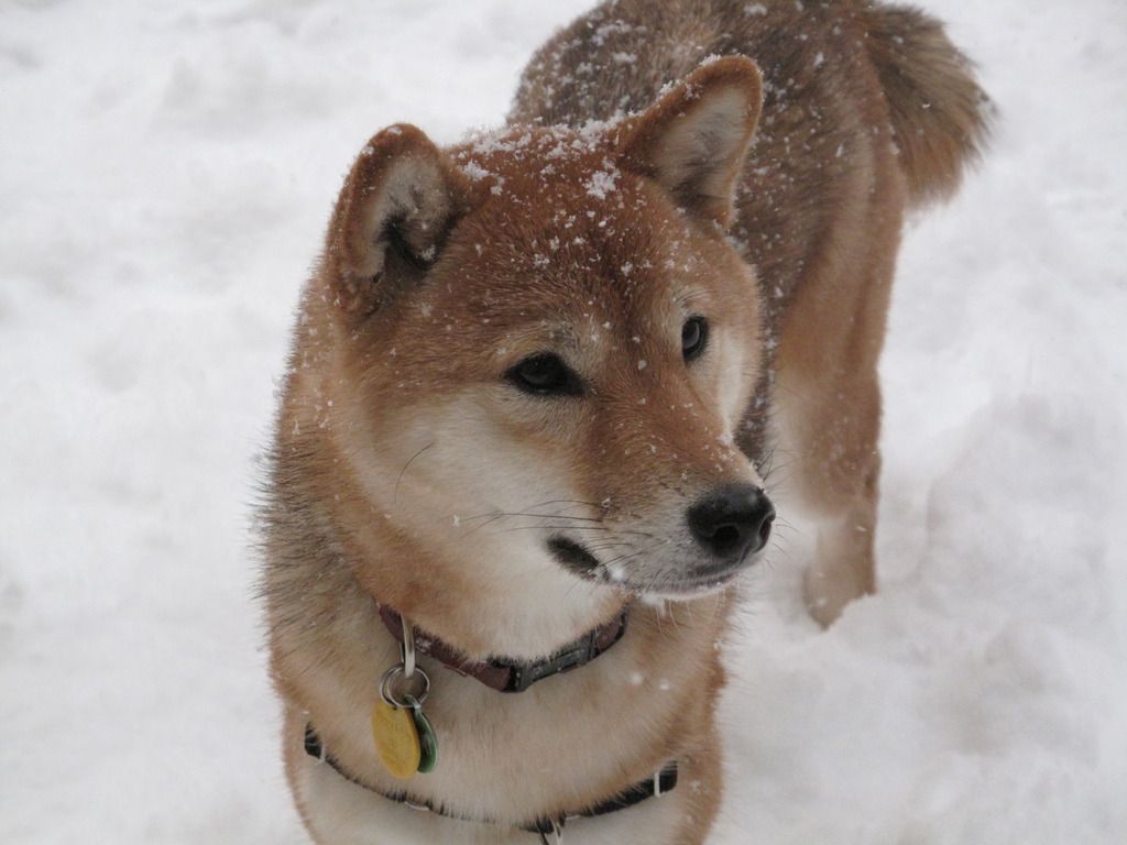Winter Shiba Inu dog photo and wallpaper. Beautiful Winter Shiba ...