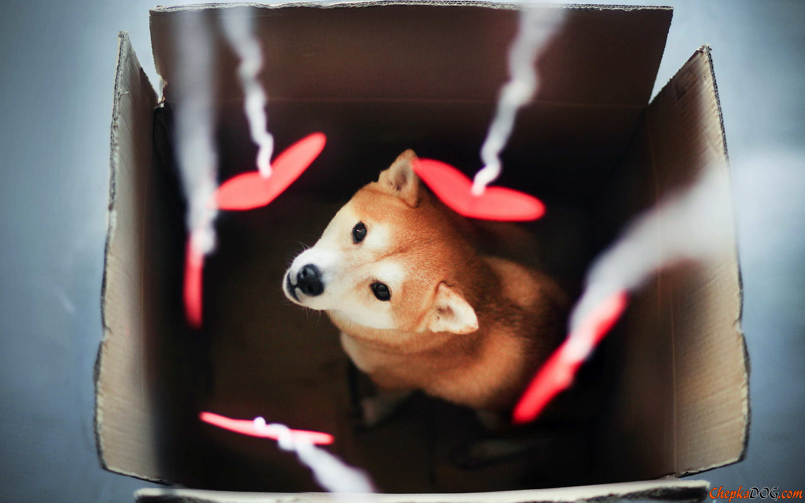 Shiba Inu Valentine's Day. Most puppies and dogs of the world on ...