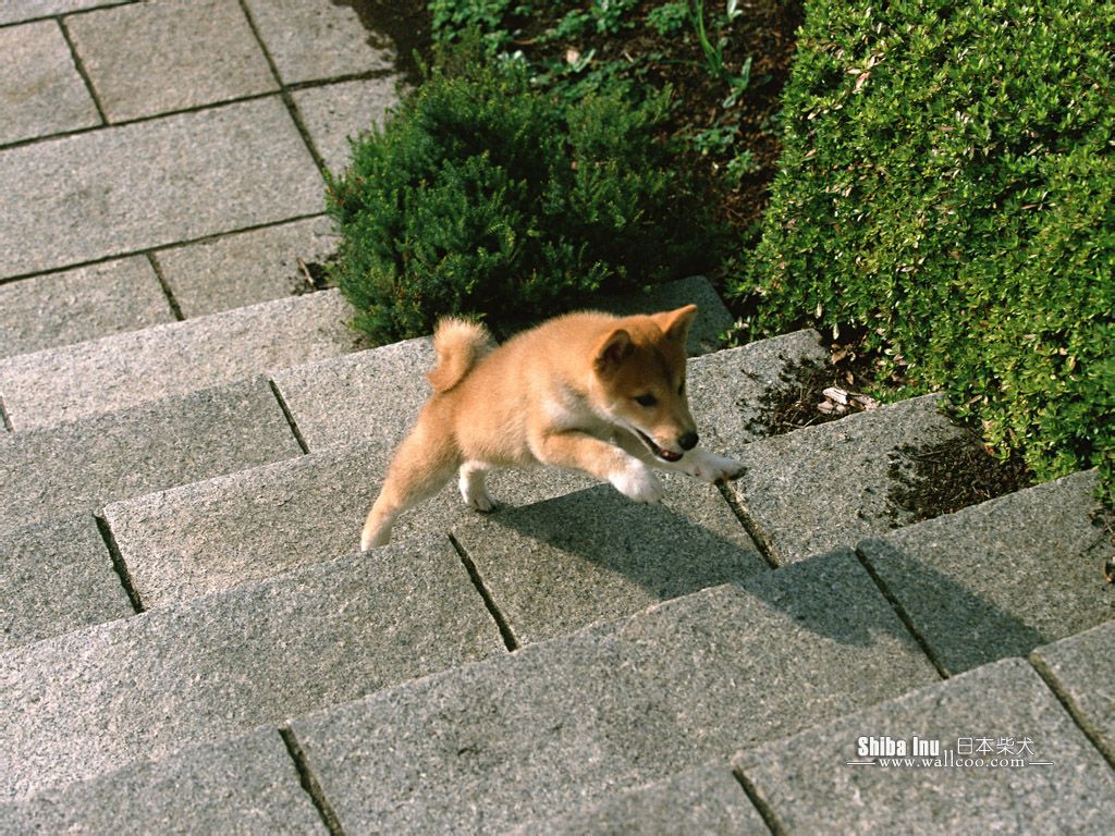 Shiba Inu Puppy Photos - Shiba Inu Dog wallpaper 1024x768 NO.9 ...