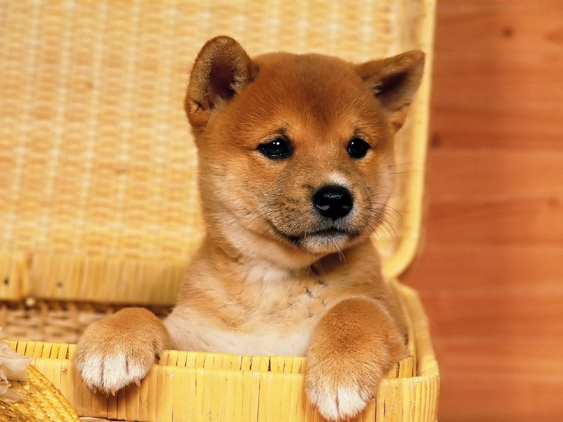 Cute Shiba Inu Puppy HD desktop wallpaper : Widescreen : High ...