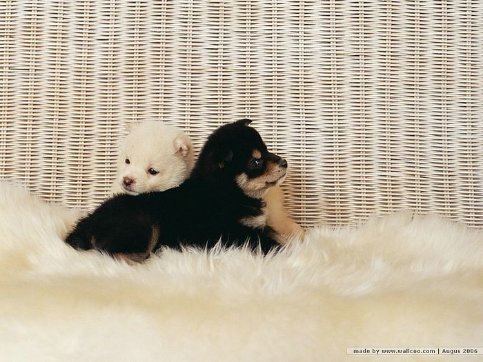 Cuddly Puppy Wallpaper - two Shiba Inu puppies 20 - Wallcoo.net