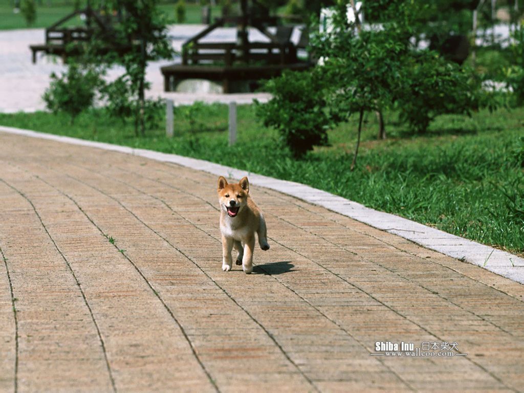 Shiba Inu Puppy Photos - Shiba Inu Dog wallpaper 1024x768 NO.8 ...