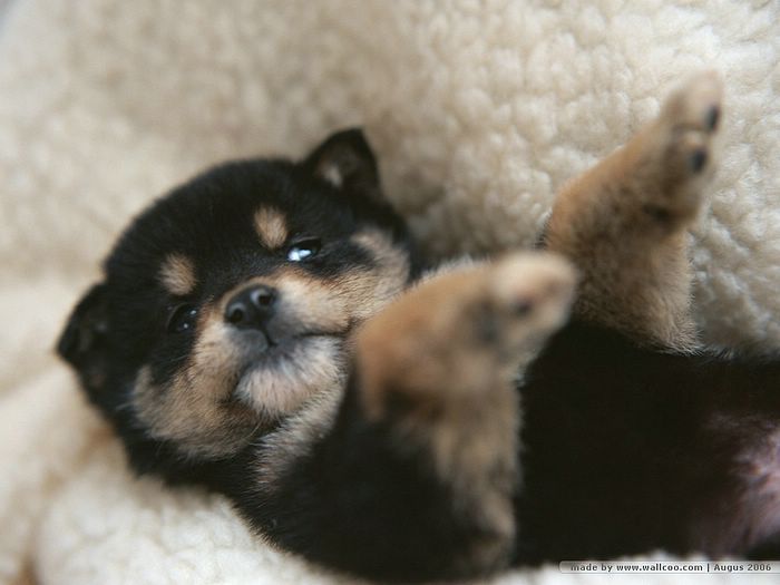Cuddly Puppy Wallpaper - Shiba Inu (Black) 29 - Wallcoo.net