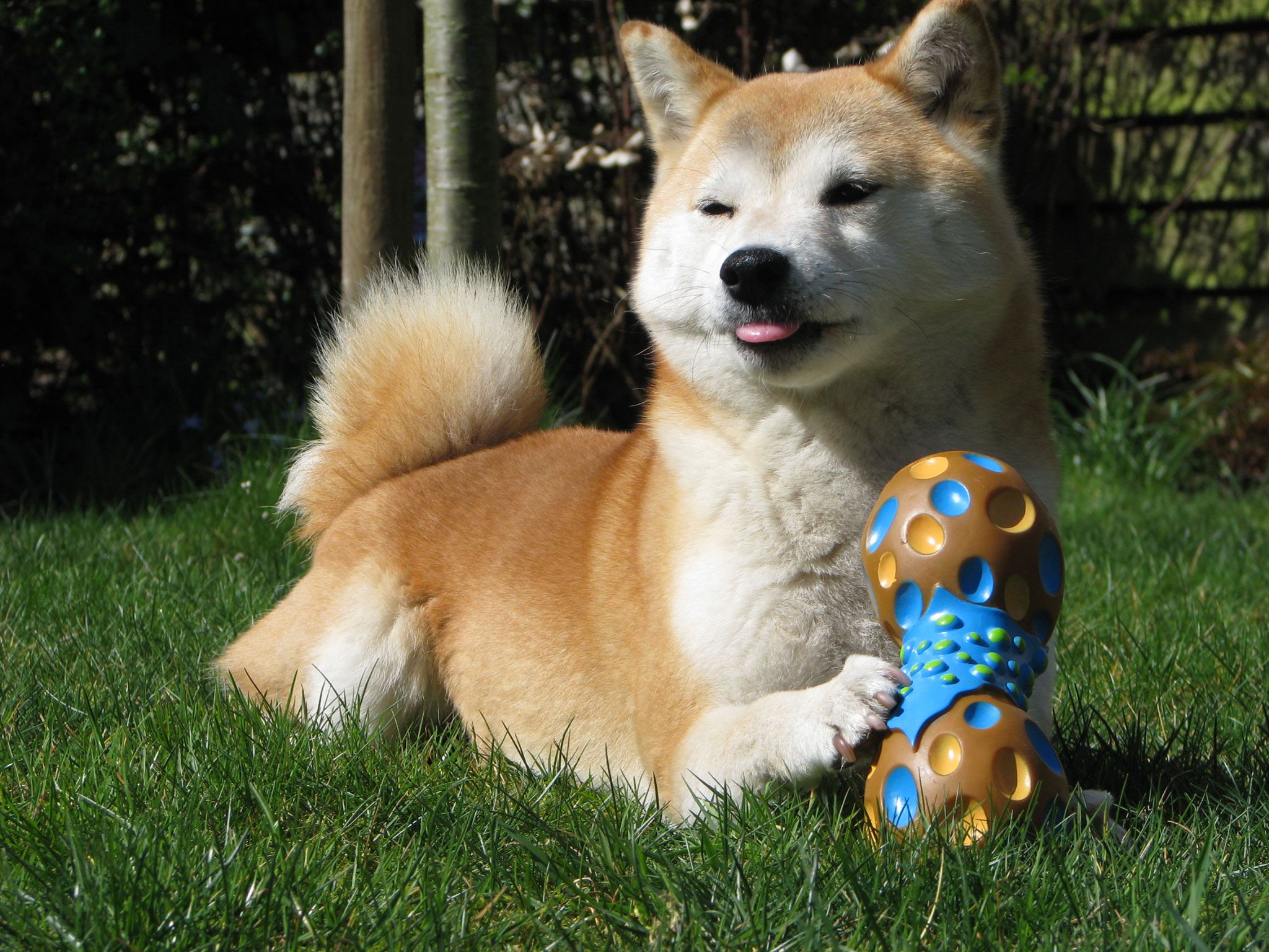 shiba_inu_dog_is_playing_with_toy_wallpaper.jpg
