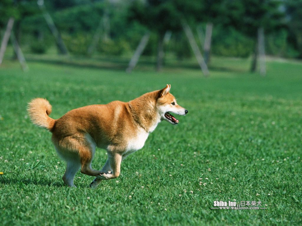 Shiba Inu Puppy Photos - Shiba Inu Dog wallpaper 1024x768 NO.14 ...