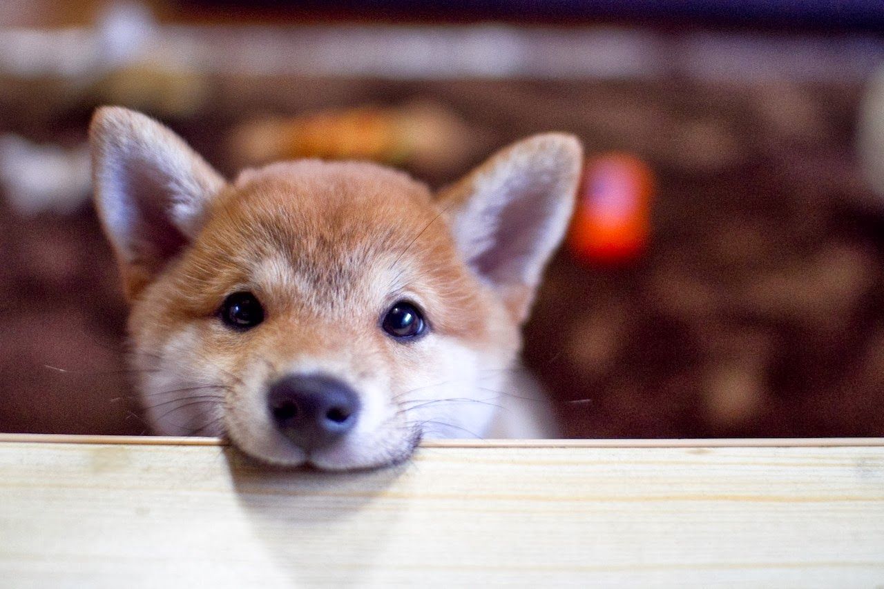GoBoiano - 18 Shiba Inus That Are Much Fluff, Very Aww