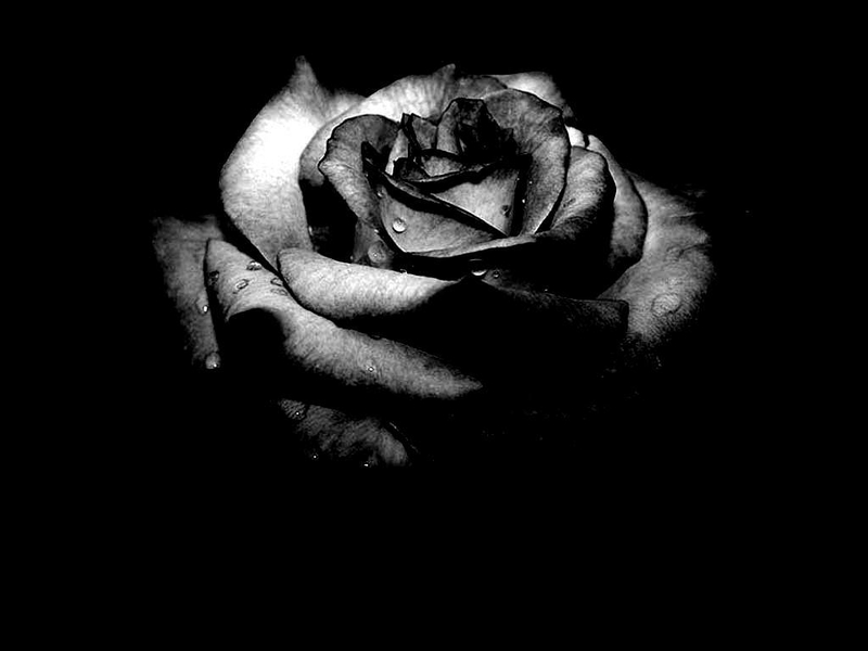black,dark black dark flowers roses 1024x768 wallpaper – Flowers ...