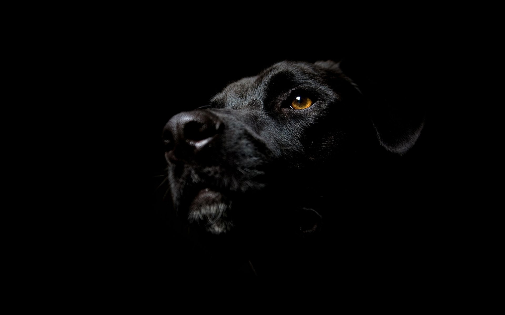 Black Dog With Dark Color HD Wallpapers | Celebrities HD ...