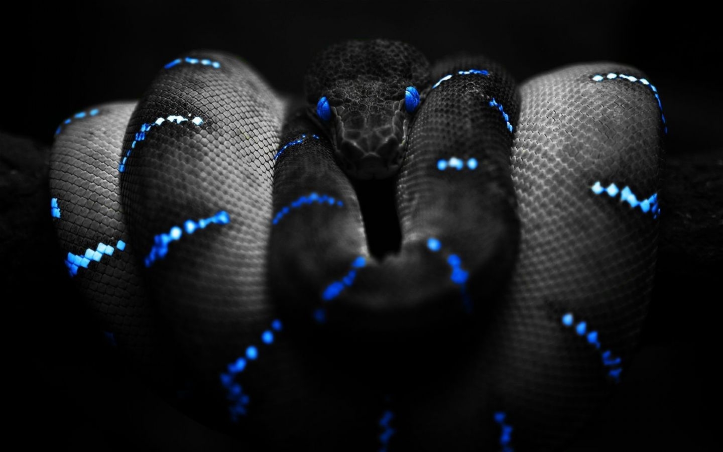 hd black snake wallpaper | HD Wallpapers, HD Pictures, Only ...