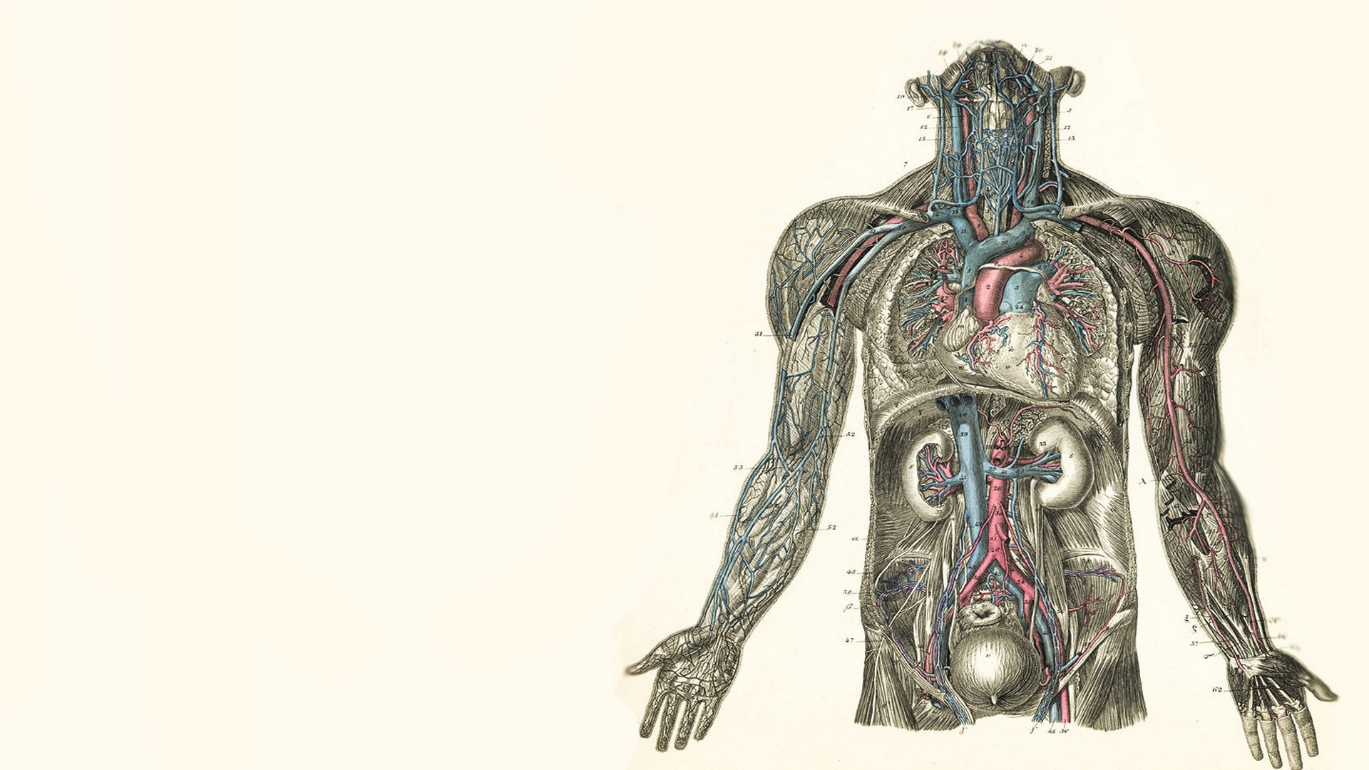 Featured image of post Tumblr Anatomia Wallpaper : The site owner hides the web page description.