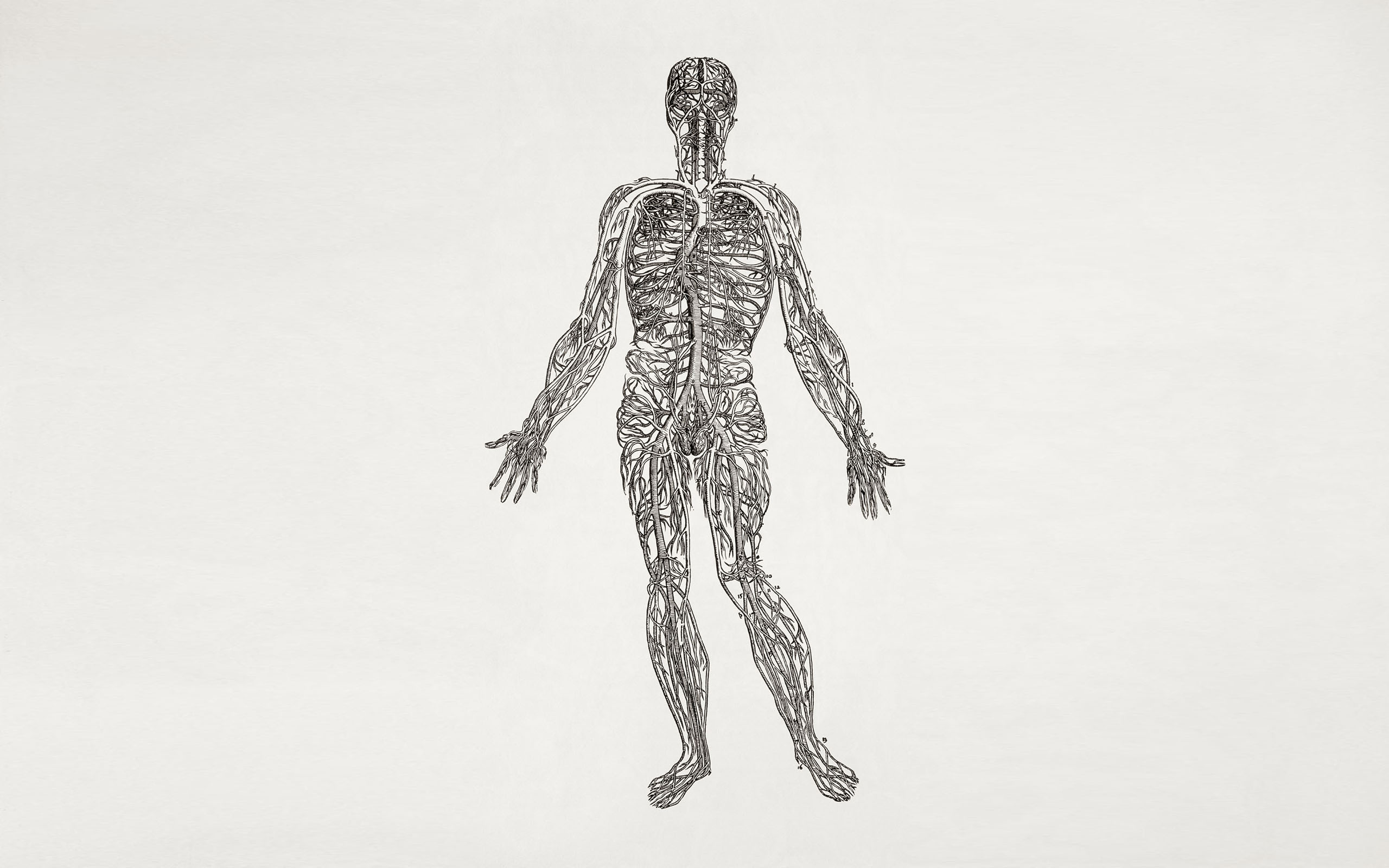 Anatomy Wallpapers Group (82+)