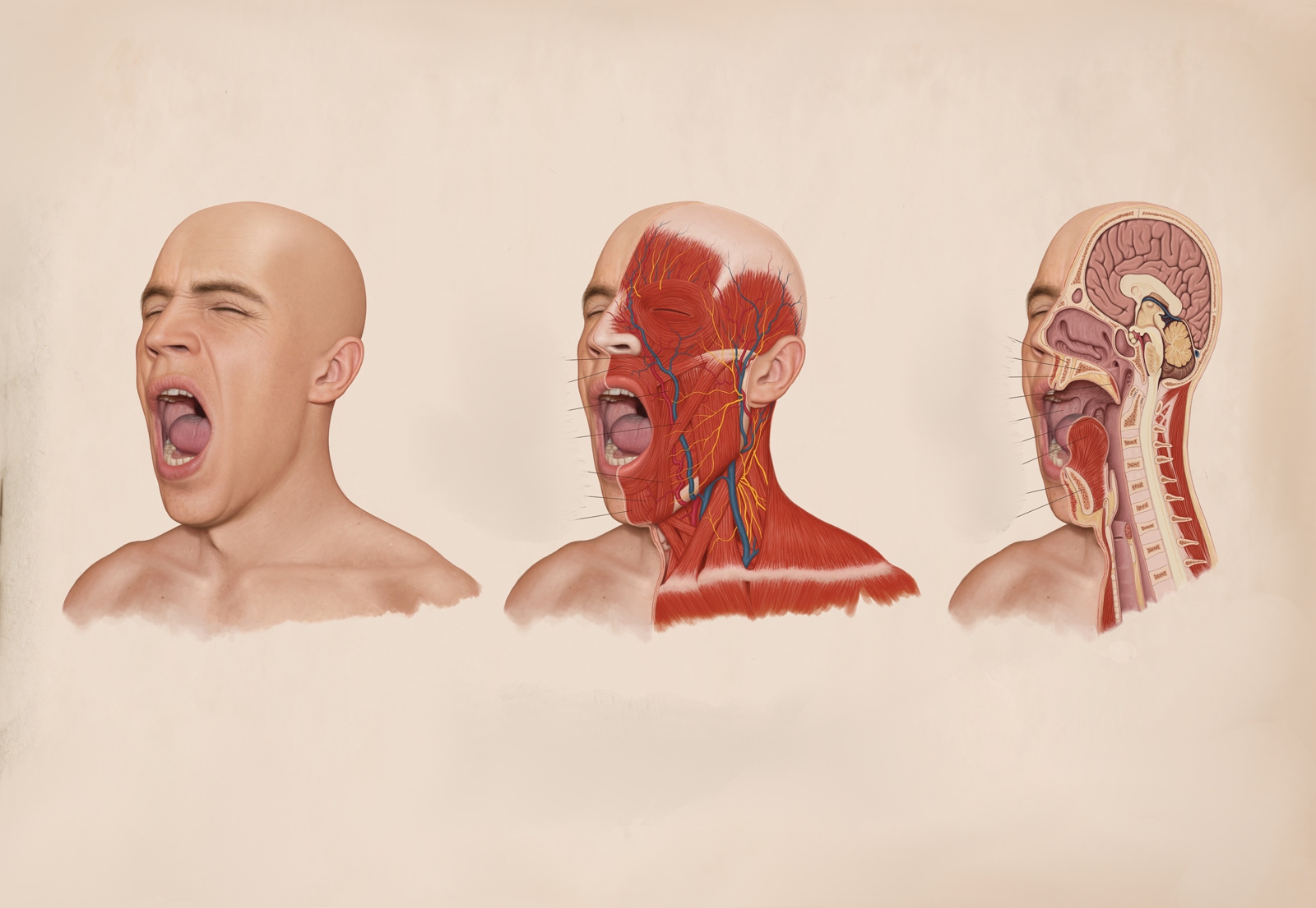 Featured image of post Wallpaper Pc Anatomia - Here are only the best cool pc wallpapers.
