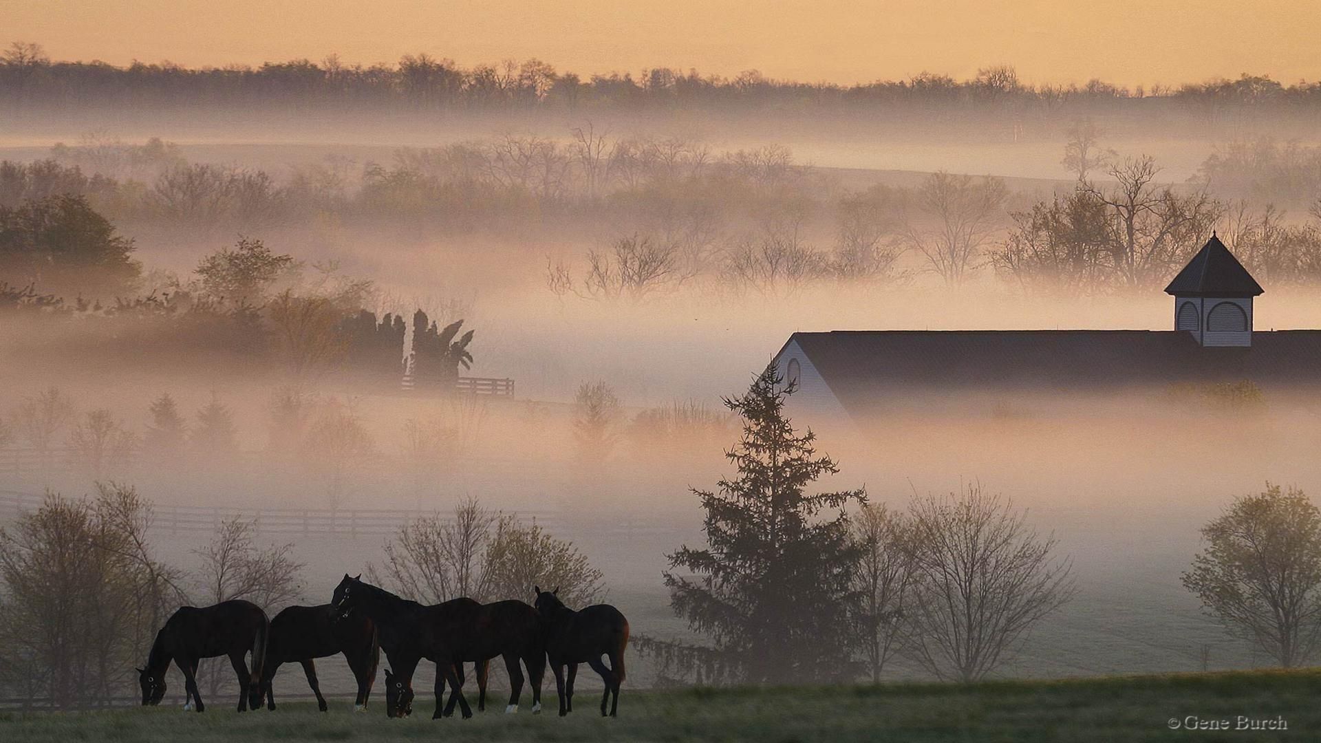 Country fog with horses on meadow in sunrise free desktop ...